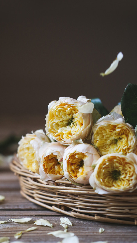 How to plant roses effectively screenshot