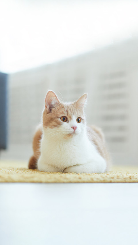 Beautiful domestic cat lying on the carpet at home screenshot
