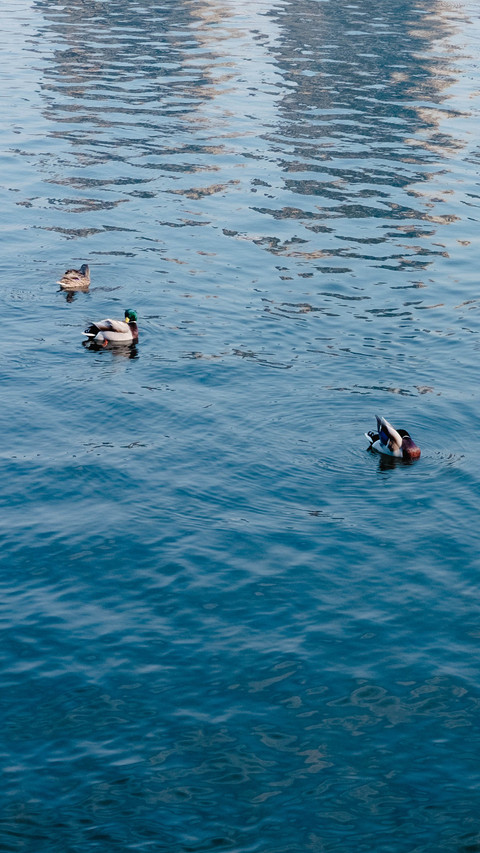 A glimpse of wild ducks in songjiang in early spring screenshot
