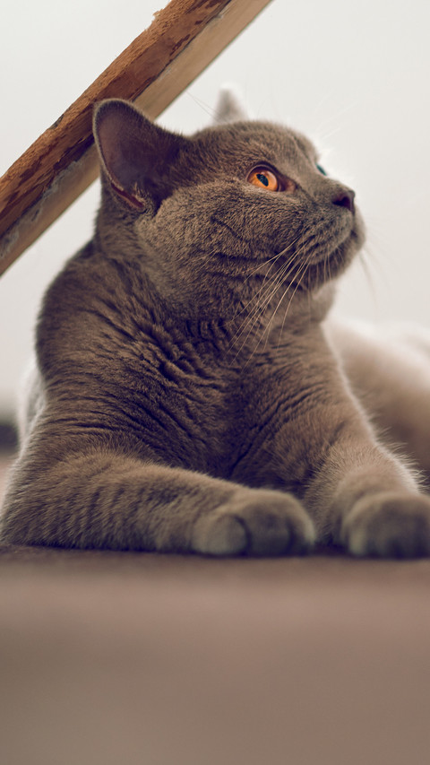 温顺友善的猫咪 screenshot