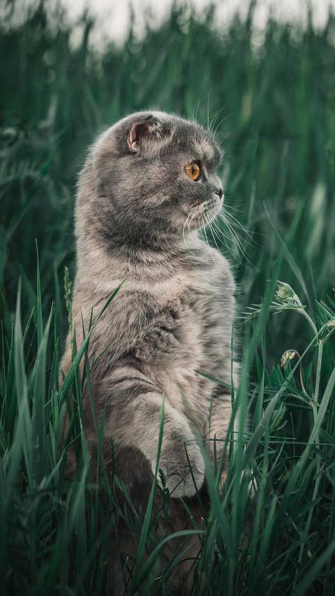 温顺友善的猫咪 screenshot