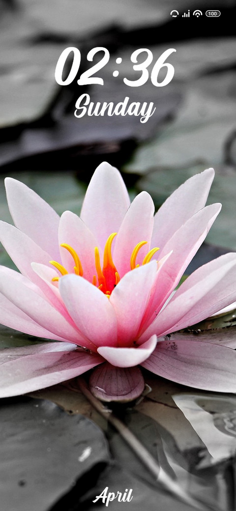 Lily screenshot