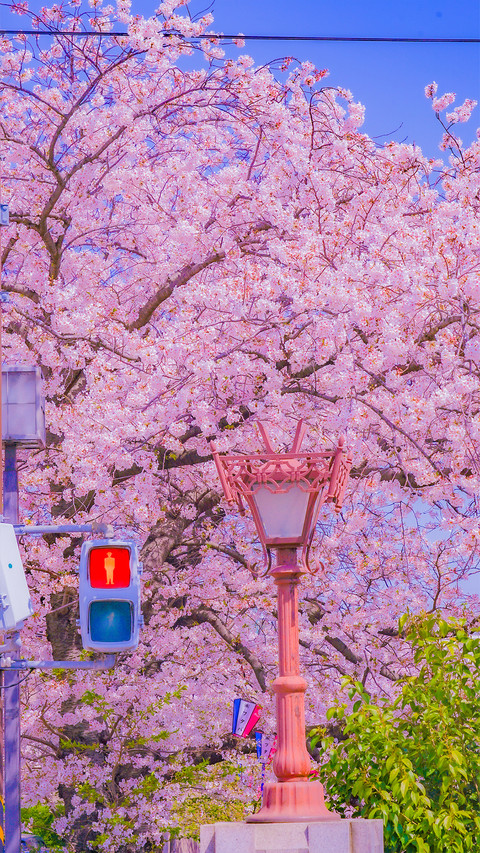 Cherry Blossom Season screenshot