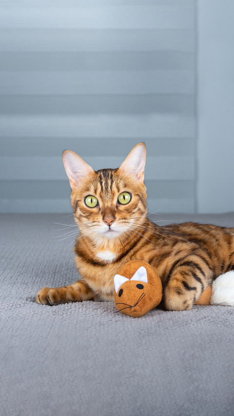 A Playful Cat Lies on a Blanket with a Plush Soft Mouse screenshot