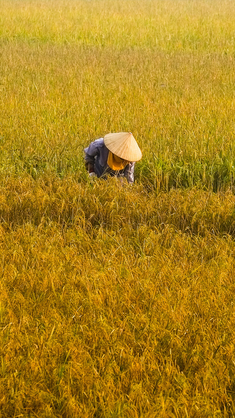 Working in the fields screenshot