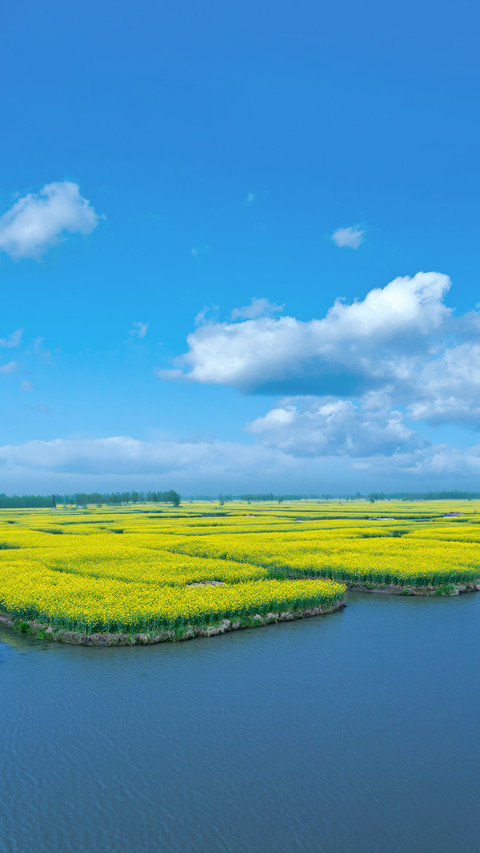 Natural Landscape of Rape Flower Wetland in Duotian screenshot