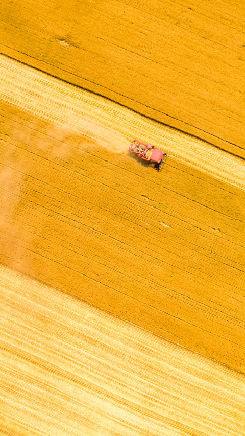 Harvesting wheat fields along screenshot