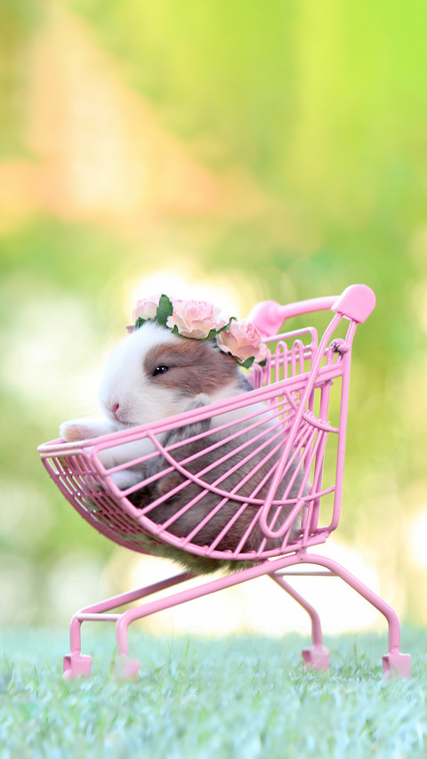 A Cute Pet Sitting in Charming Pink Shopping Kid Cart screenshot