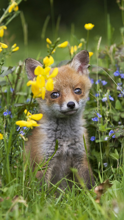 Red fox 3 screenshot