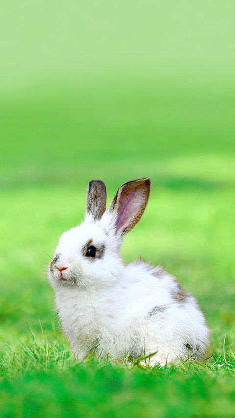 Rabbit screenshot