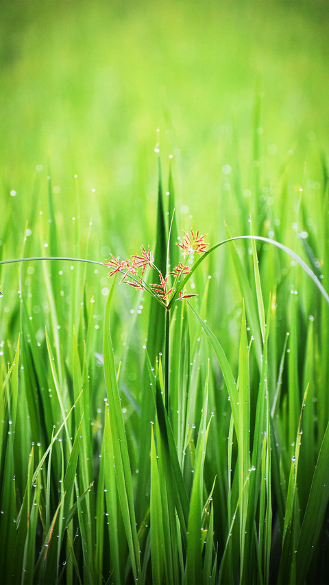 The damp grassland in the field screenshot