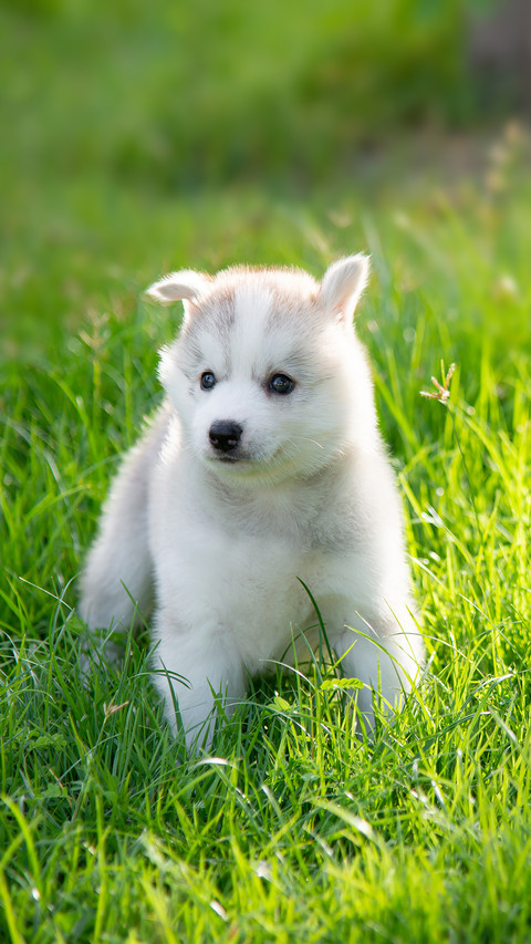 A Cute Siberian Husky Puppy on Grass screenshot