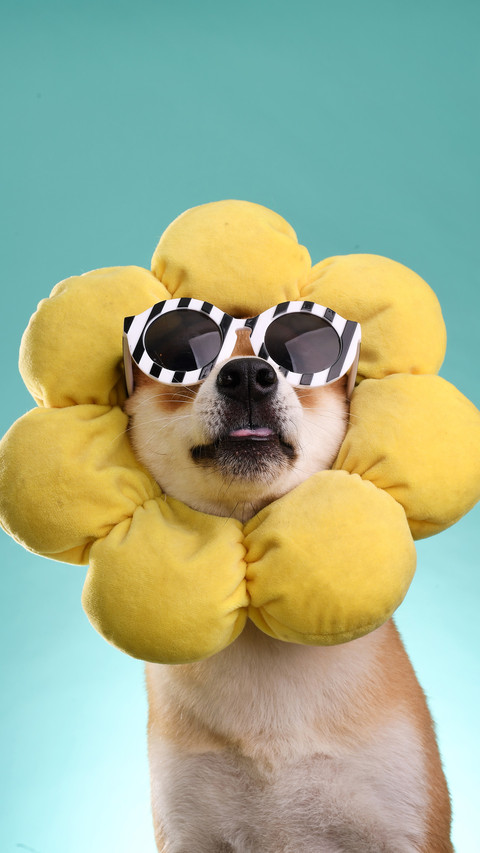 Shiba inu wearing sunglasses screenshot