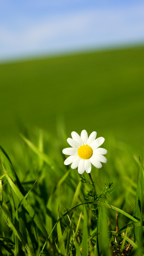Fresh Daisy screenshot