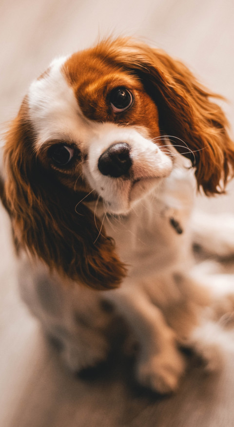 Cute Animals (25) screenshot