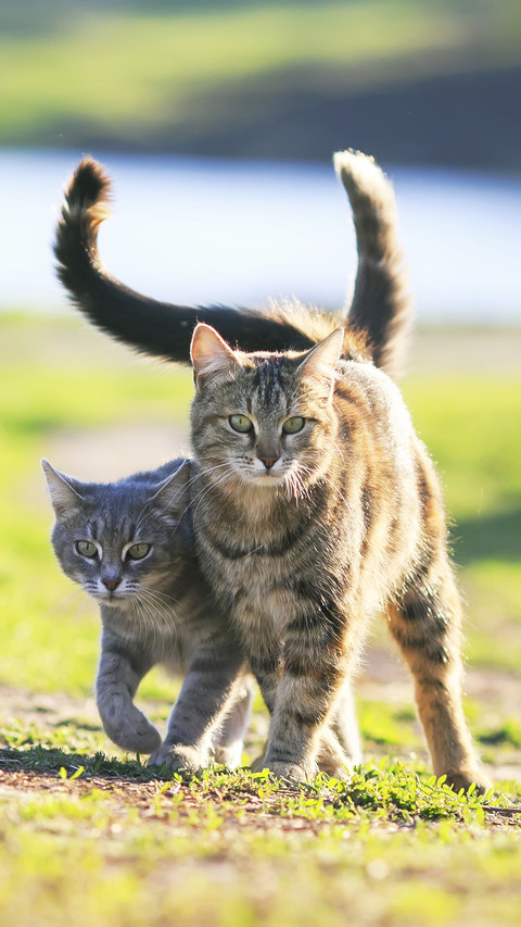 Two cats can really fight at 78 screenshot