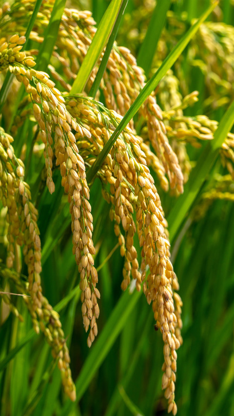 Mature ears of rice screenshot