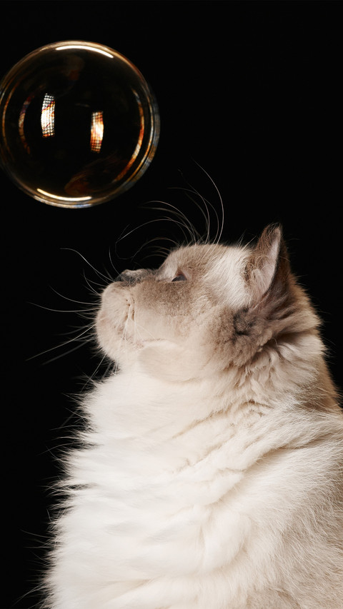 The cat looked up at the bubble screenshot