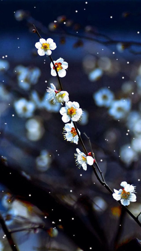 khm cherry flower screenshot