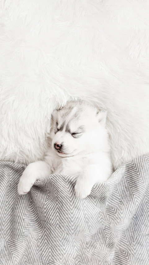 Cute Siberian Husky Puppy Sleep Under a Grey Blanket screenshot