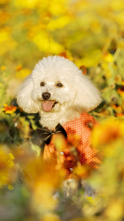 Dog3 screenshot