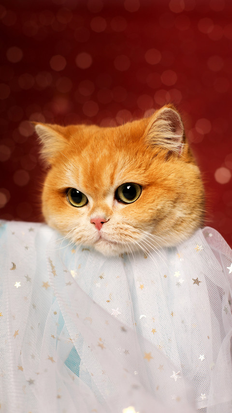 Cat youre eating alone again 5 screenshot