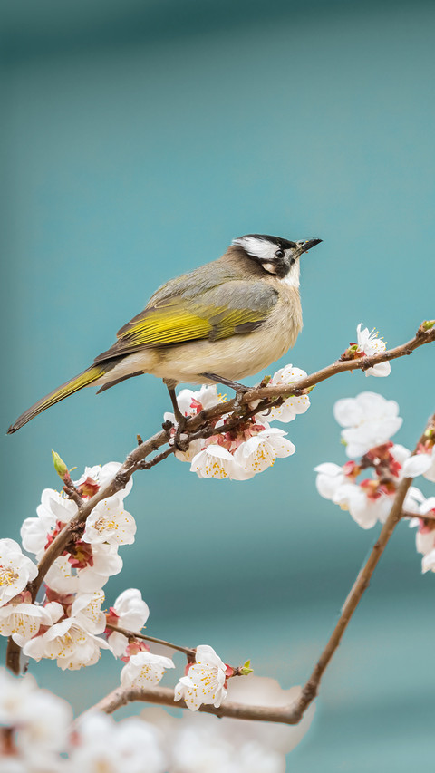 Cherry blossoms and birds screenshot