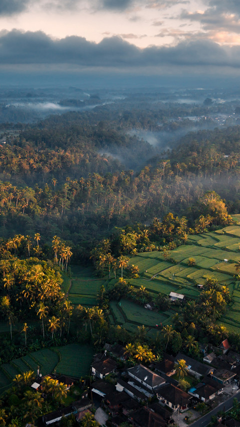 Ubud terraced fields in bali screenshot
