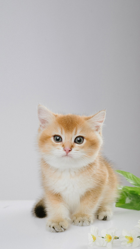 Kitten of Cute British Chinchilla on a White Background screenshot