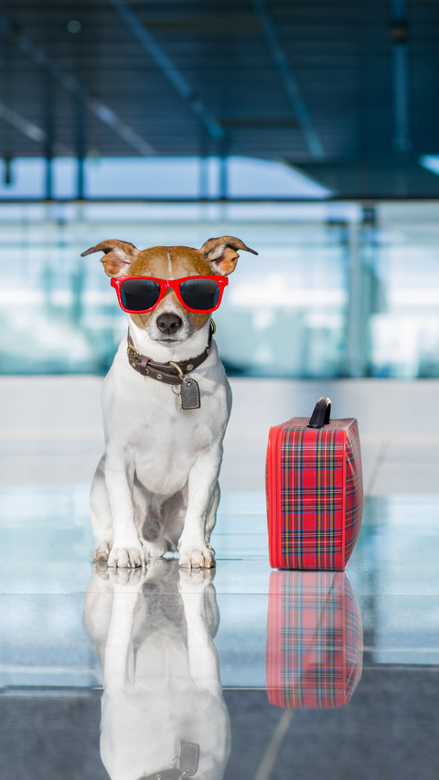 How to bring pets in self driving tour 3 screenshot