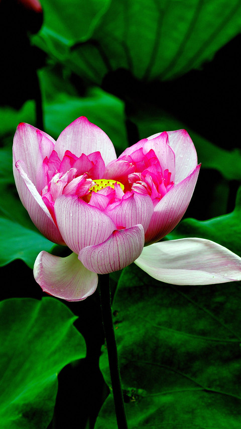 The pink lotus flowers reflect the sun at the right time screenshot