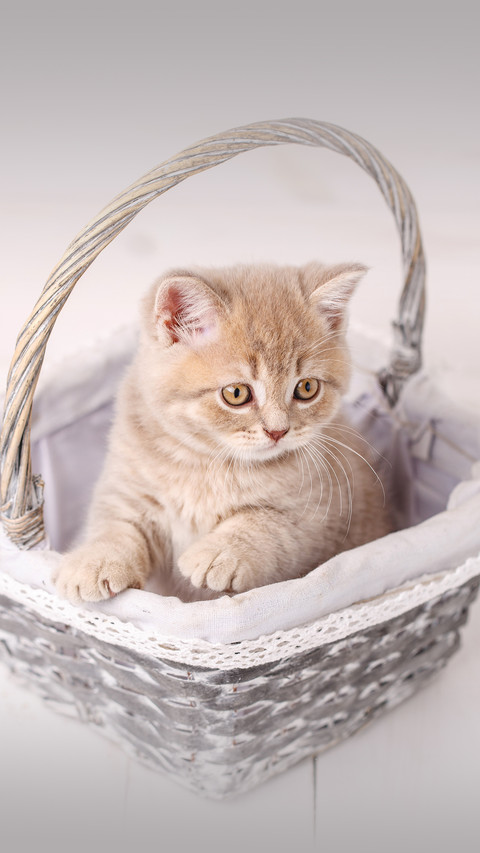 Cold knowledge about cats 8 screenshot