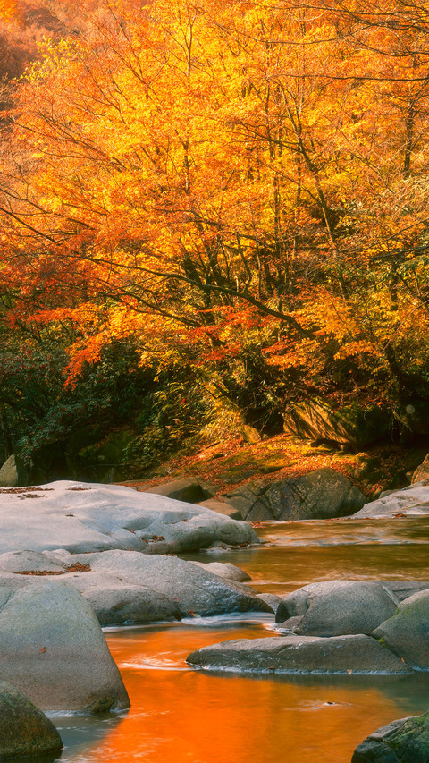 The red leaves on guangwu mountain screenshot