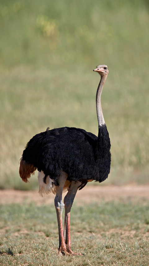 Rumors about ostriches 37 screenshot