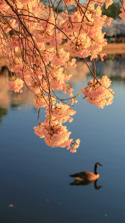 The cherry blossoms in the tidal lake screenshot