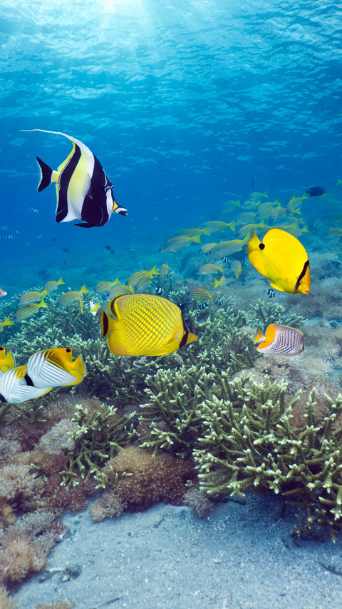 Coral reef tropical fish scene screenshot