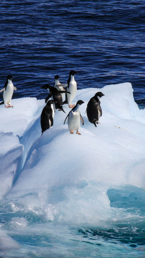 Penguin swimming screenshot
