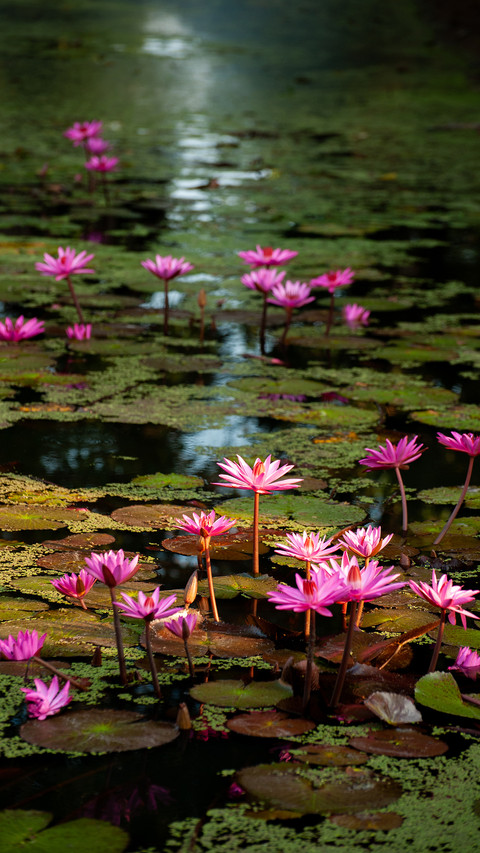 Lotus in summer screenshot