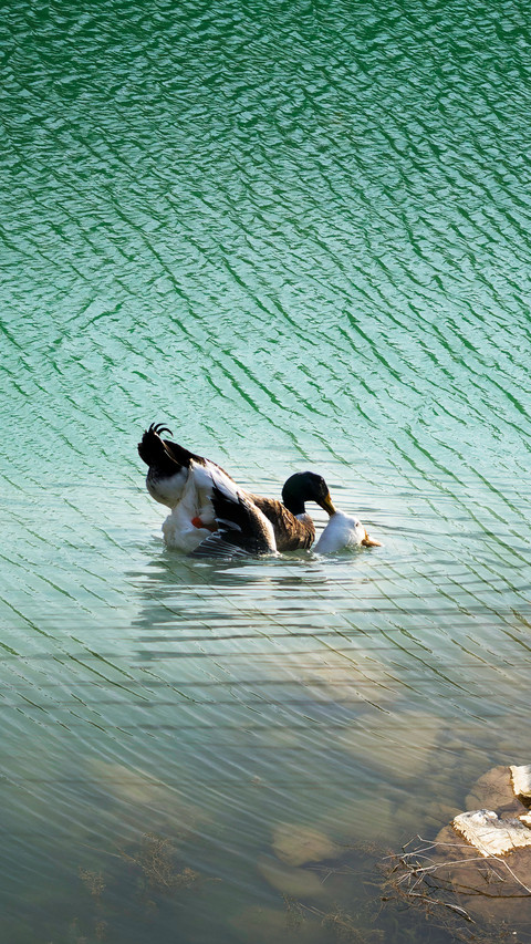 Swimming and playing screenshot