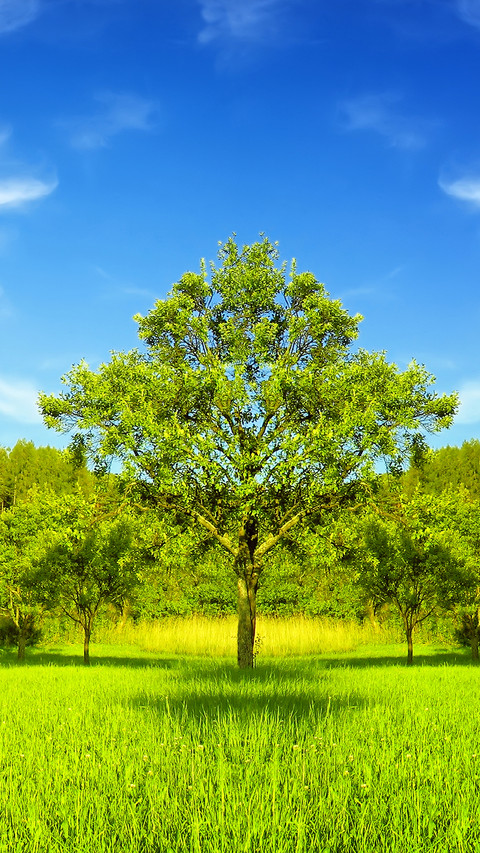 Green grass and blue sky screenshot