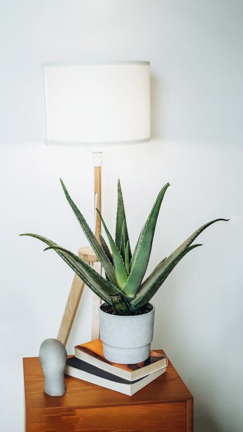 The most suitable green plant for lazy people screenshot