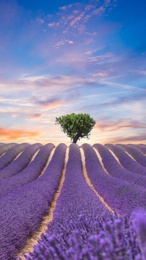 Romantic lavender fields screenshot