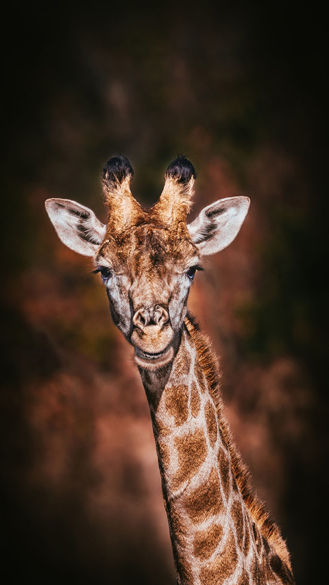 Why do giraffes love licking steel pipes screenshot