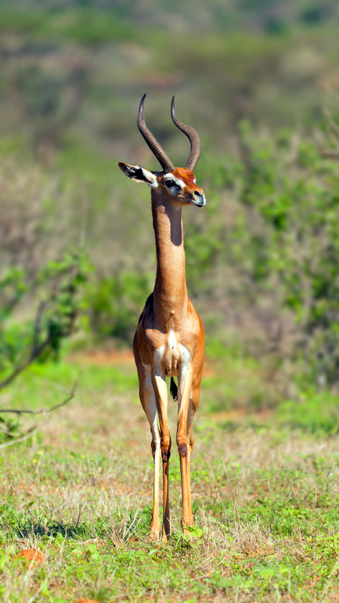 Animal screenshot