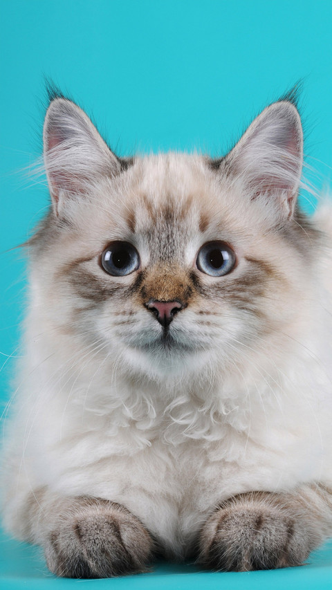 Cute pet-06 screenshot