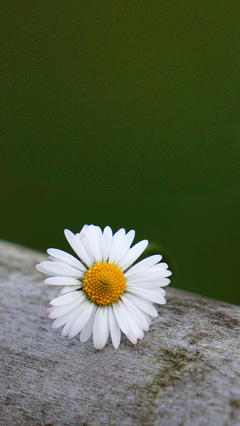Blooming Flowers screenshot