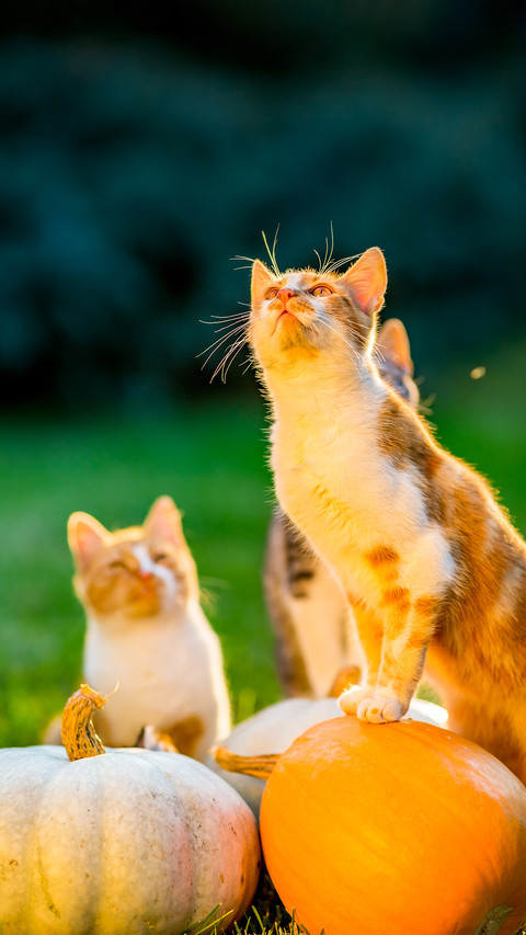 Cute siblings kittens play and sit around pumpkins on grass screenshot