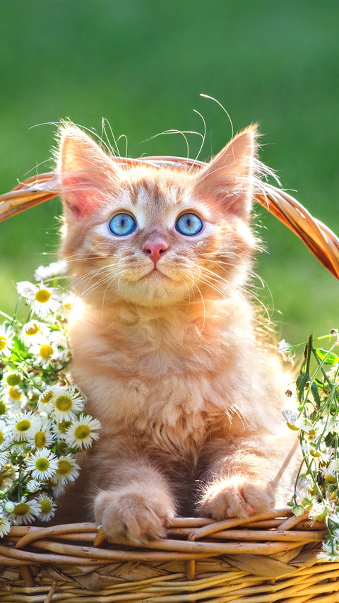 The yellow kitten is in the chamomile basket screenshot