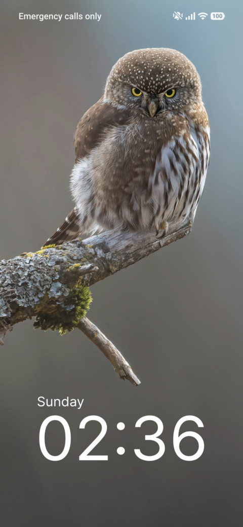 Woodland Song screenshot