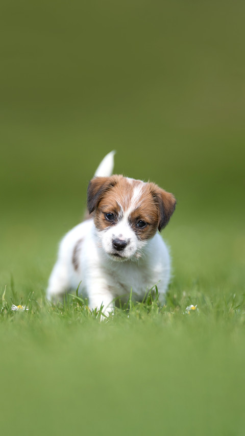Beautiful dog photographed outdoors in nature screenshot